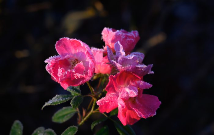 Frost-covered pink roses illuminated by warm light in contrast to a dark, blurred background, conveying a blend of fragility and warmth.