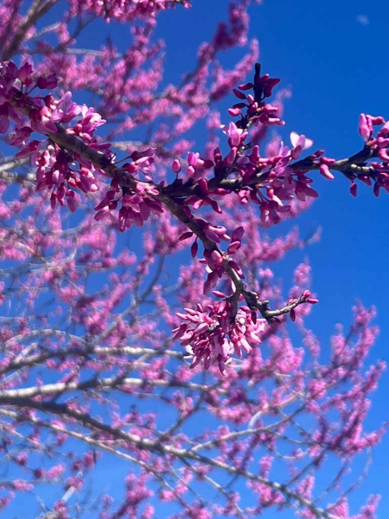 A close-up view of vibrant pink blossoms on a branch against a clear blue sky, showcasing early spring blooms.
