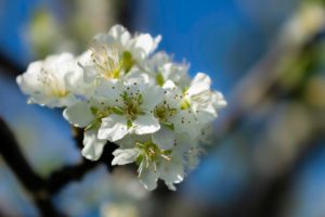 Close-up of white cherry blossoms with delicate petals and yellow stamens against a blurred blue sky background, conveying a sense of spring.