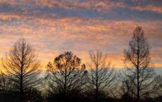 Silhouetted leafless trees against a colorful sunset sky with orange, pink, and blue hues and scattered clouds.