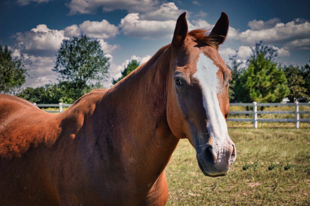 Close-up of a brown horse with a white blaze on its face in a fenced grassy field under a partly cloudy sky.