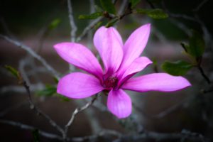 A close-up of a vibrant pink magnolia flower, surrounded by thin branches and green leaves against a blurred background.