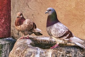 Two pigeons perched on the edge of a stone birdbath against a textured beige and red wall background.