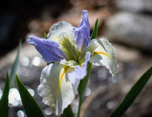 Then It Was Spring . . . All the World Awoke