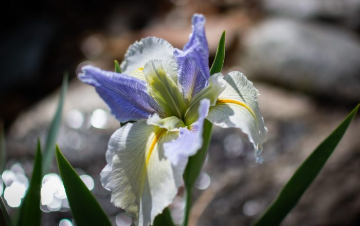 Close-up of a delicate pale purple and white iris flower with green leaves and blurred rocky background.