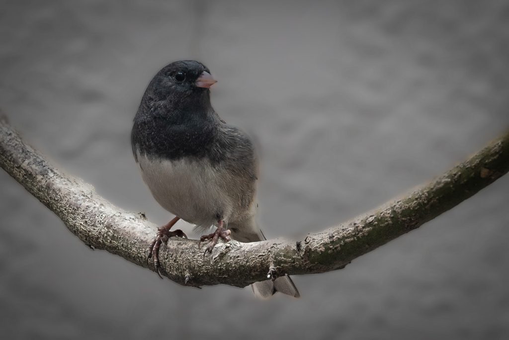 A small Junco with dark plumage sits perched on a curved branch against a blurred gray background, conveying a peaceful and serene atmosphere.