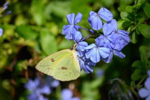 A pale yellow butterfly perches delicately on vibrant purple flowers against a backdrop of lush green leaves, evoking a serene and tranquil mood.