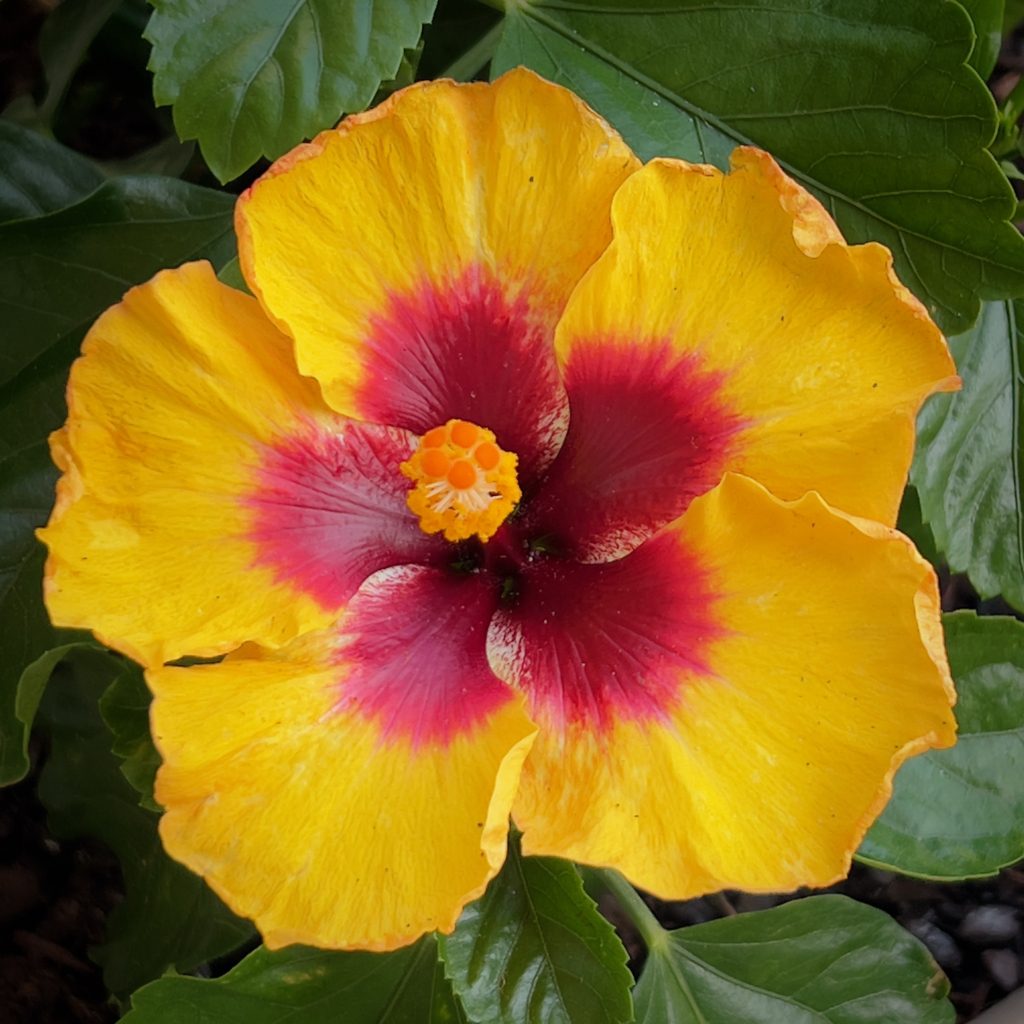 Close-up of a vibrant yellow hibiscus flower with deep red center and green leaves in the background.