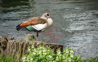 A colorful duck stands on one leg atop a tree stump by a rippling river, surrounded by lush green foliage and small white flowers.
