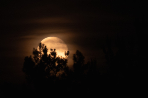 A full moon partially obscured by clouds illuminates a dark night sky, with silhouetted tree branches in the foreground, creating a mysterious, serene atmosphere.