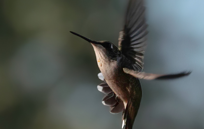 Close-up of a hummingbird in mid-flight with wings spread, set against a blurred natural background.