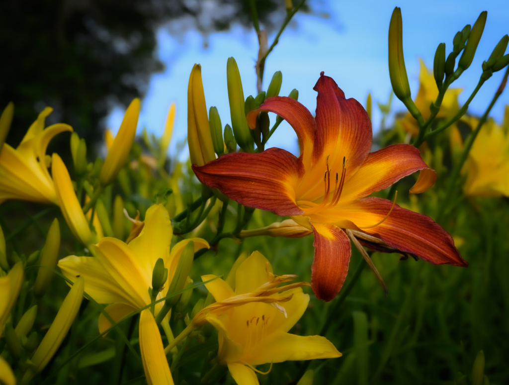 Close-up of a vibrant orange daylily among yellow daylilies in a sunlit garden with green foliage and a blue sky background.
