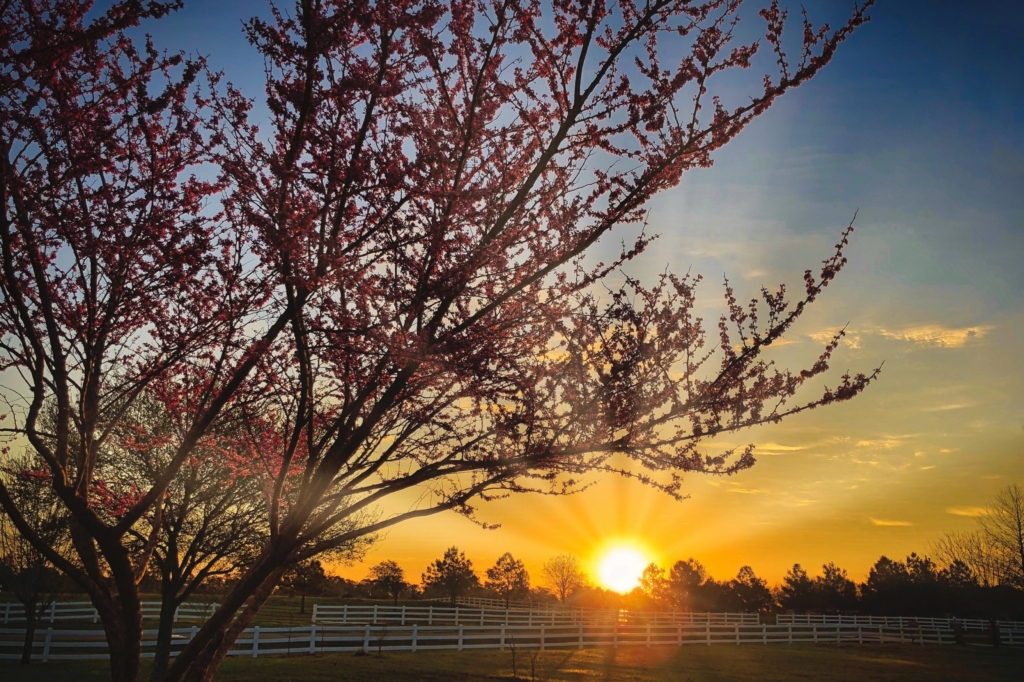 A peaceful sunset scene with vibrant orange and yellow hues behind silhouetted trees and blossoming branches against a clear blue sky, set in a rural landscape.