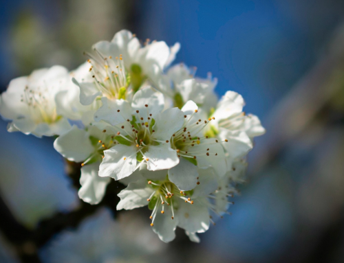 Lessons for Gardens and Life
