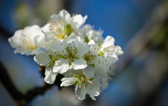 Close-up of delicate white flowers with yellow-tipped stamens against a blurred blue sky background.