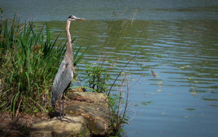 Great blue heron stands on rocky shore surrounded by grass beside a calm, rippled lake under daylight.
