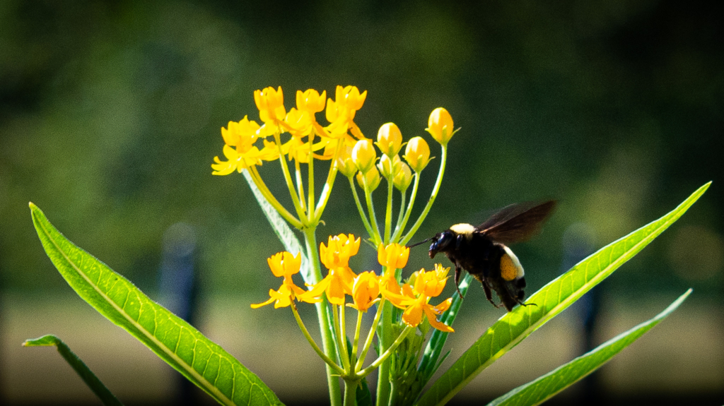 A close-up of a bumblebee hovering near bright yellow milkweed flowers with green leaves against a blurred natural background.