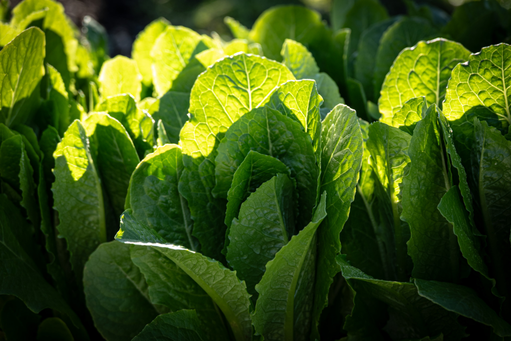 Fresh green romaine lettuce heads growing closely together in a garden, illuminated by sunlight.