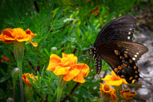 Black butterfly with orange and white spots feeding on bright orange marigold flowers against green foliage background.