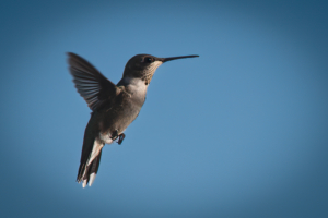 Hummingbird in mid-flight against a clear blue sky, wings blurred from motion.