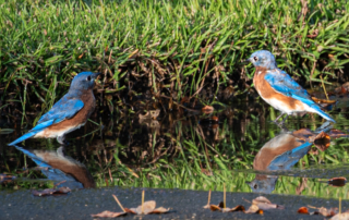 Two bluebirds with brown and blue feathers reflected in a shallow water puddle surrounded by grass and fallen leaves.