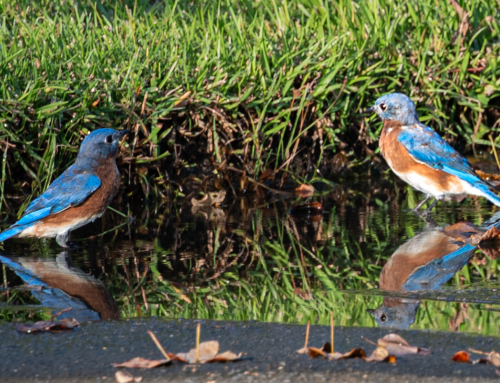 Bluebirds — Flocks, Party, or Tidings?