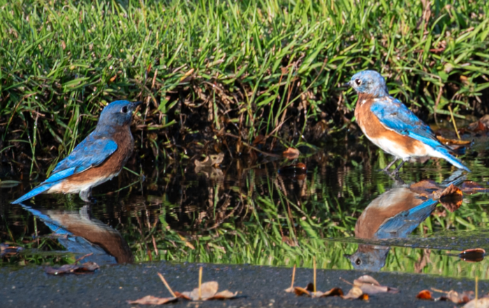 Two bluebirds with brown and blue feathers reflected in a shallow water puddle surrounded by grass and fallen leaves.