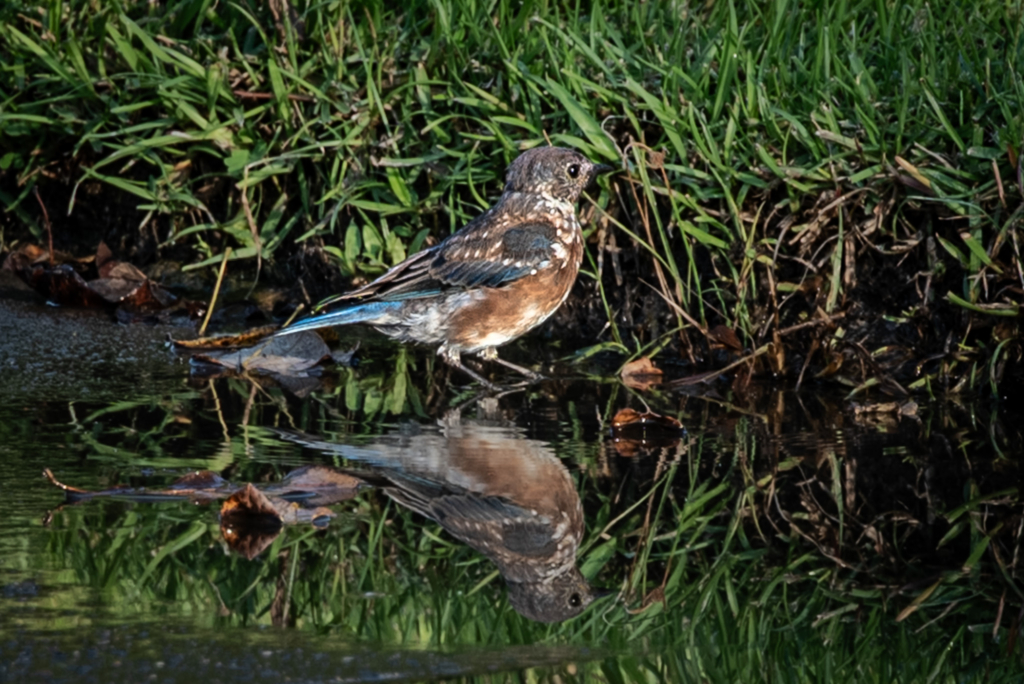Bird with brown and blue feathers standing near grassy water edge, reflected in calm water.