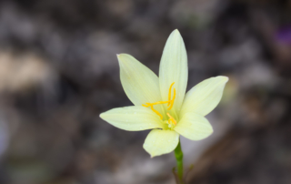A delicate pale yellow flower with five petals and vibrant orange stamens, set against a blurred earthy background, conveying a serene, natural beauty.