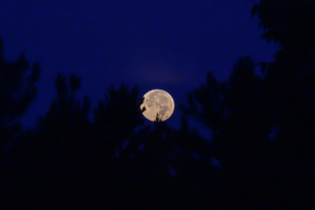 Full moon shines brightly against a deep blue night sky, partially obscured by dark silhouettes of tree branches, creating a serene and mysterious atmosphere.