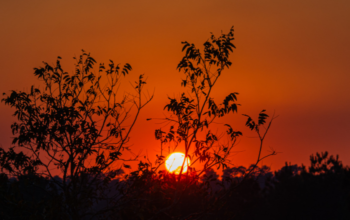 Sunset with bright orange sky and silhouetted tree branches in the foreground.