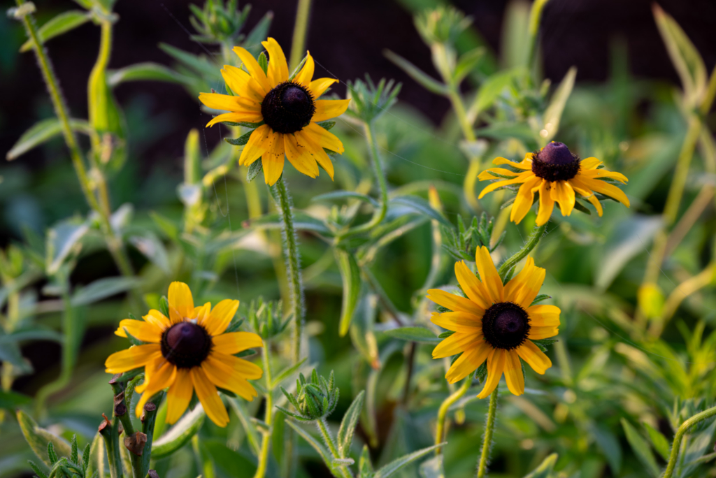 Yellow Black-eyed Susan flowers with dark centers blooming among green leaves in a garden.