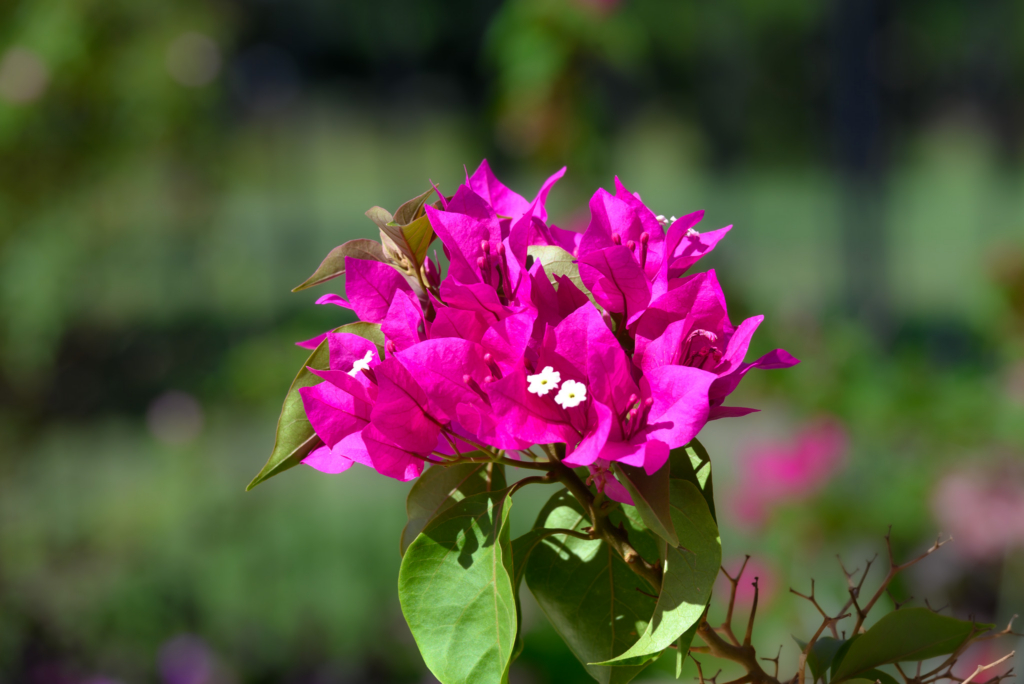 Bright pink bougainvillea flowers with small white centers on a green leafy branch, blurred natural background.