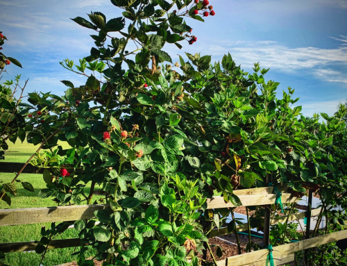 Blackberry Cobbler–Ripe Berries, Sugar, and a Little Love