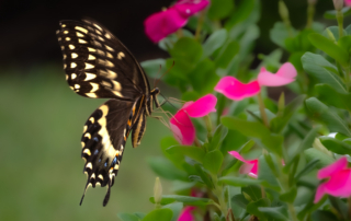 Black-and-yellow swallowtail butterfly hovering beside bright pink flowers amid green foliage.