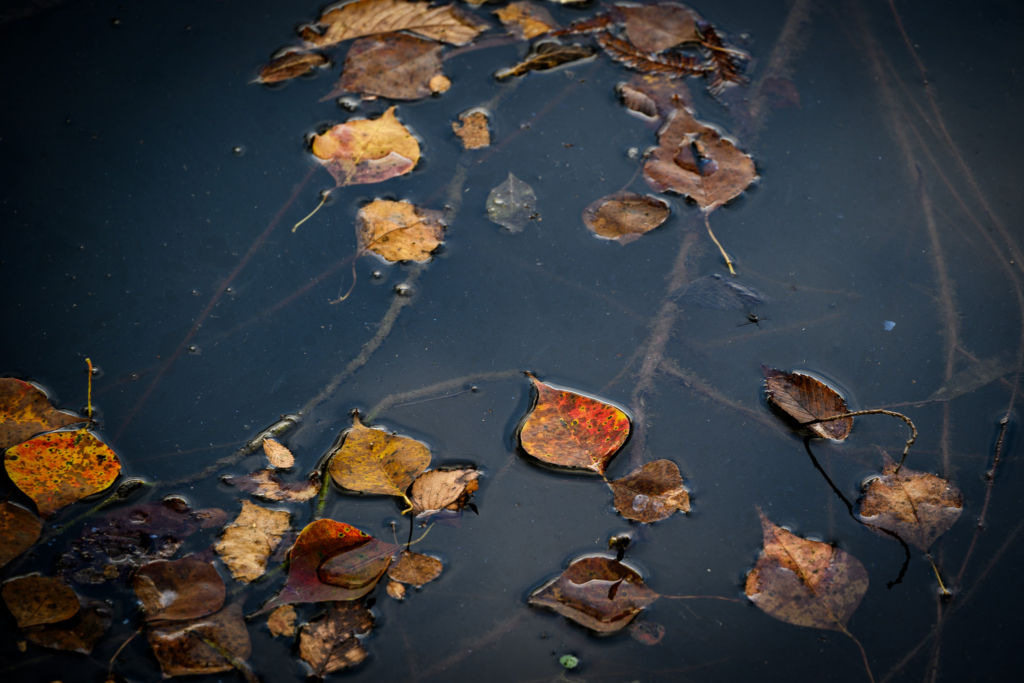 Autumn leaves floating on dark, still pool of water.