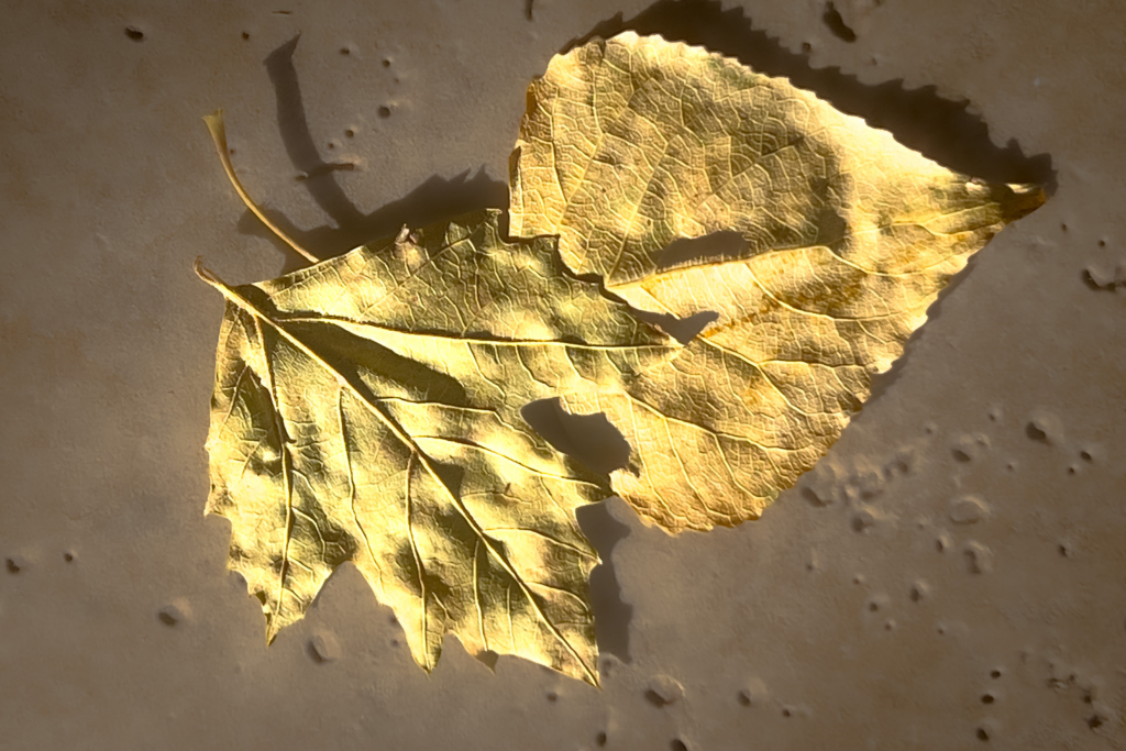 A curled, golden-brown dried leaf with jagged edges and visible veins rests on a textured gray surface, creating a delicate autumnal mood.
