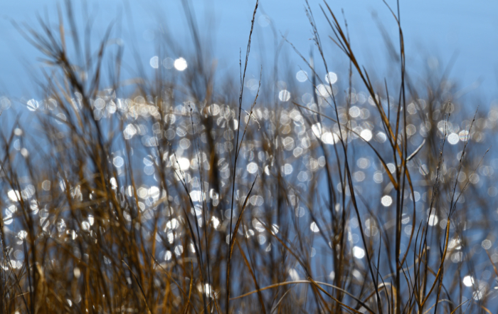 Sunlit reeds and grasses silhouetted against blue water, with sparkling circular bokeh reflections.