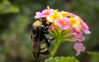 Close-up of a bumblebee feeding on pink and yellow lantana flowers against a blurred green background.