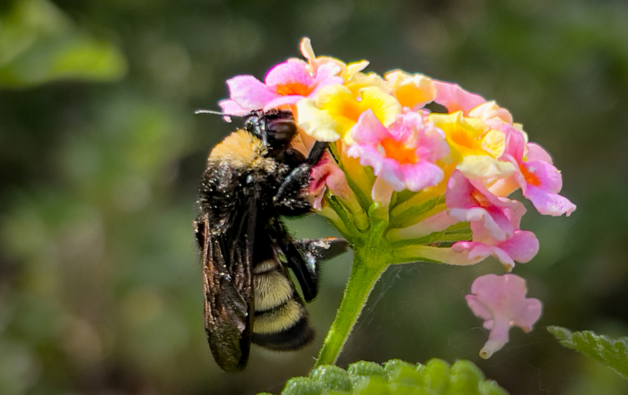 Close-up of a bumblebee feeding on pink and yellow lantana flowers against a blurred green background.